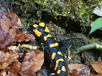 Schoßbach - Feuersalamander im Sonnenlicht